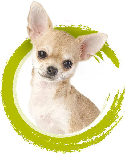 imdifferent_icon_complete_chihuahua_pet-food